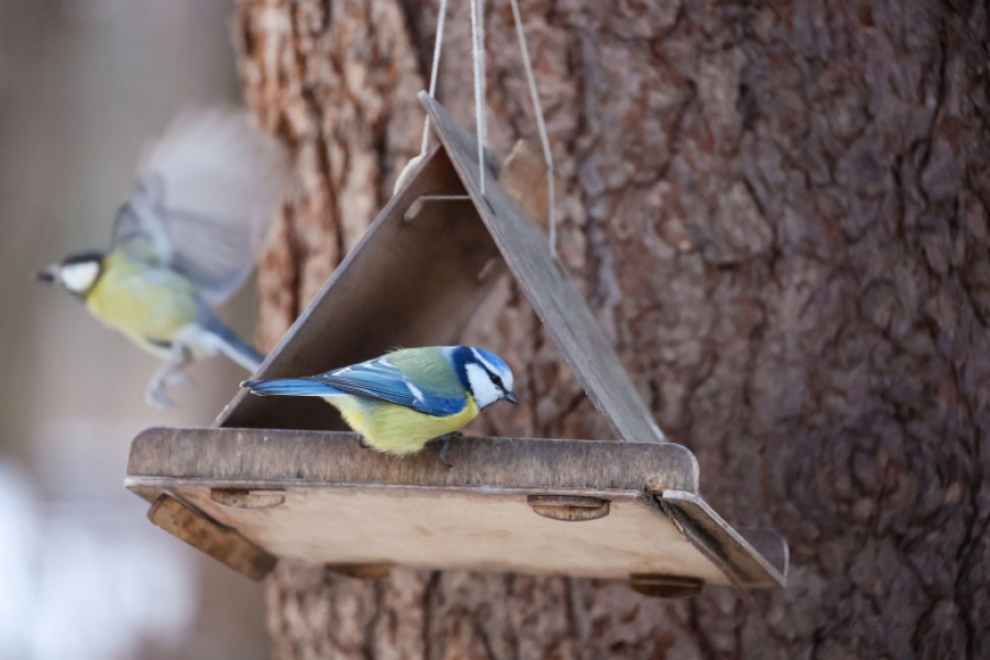 Приметы 8 марта &mdash; Обретение: день, когда птицы &laquo;обретают&raquo; свои дома