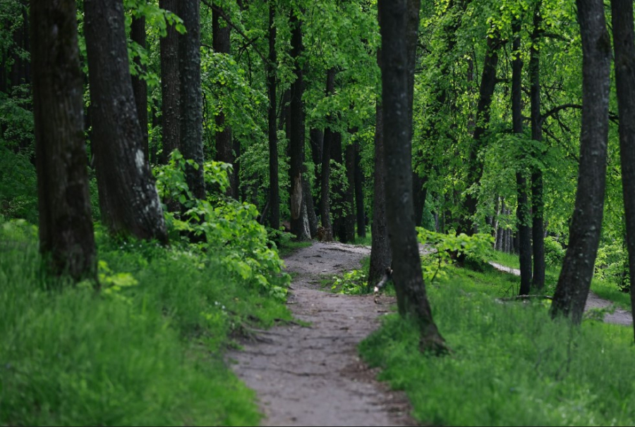 В рамках нацпроекта в Татарстане планируют восстановить леса на 1 тыс. гектаров
