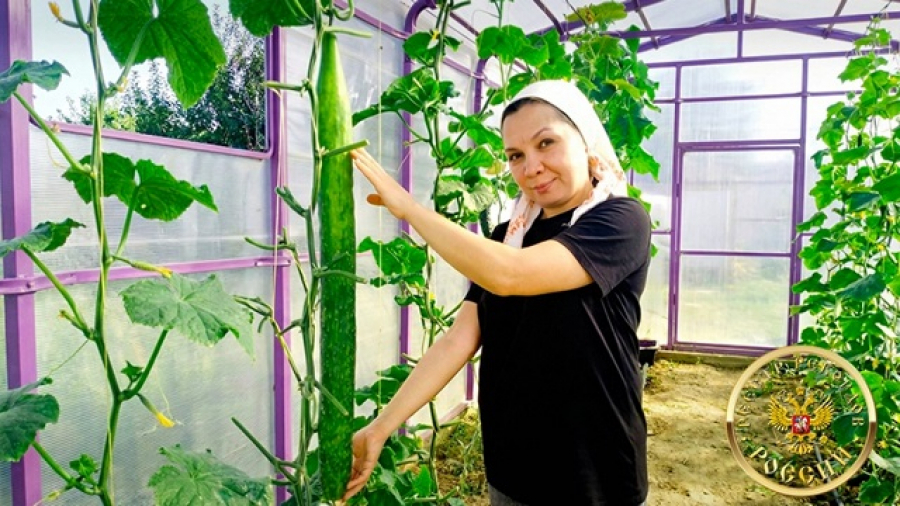 &laquo;Просто наблюдала&raquo;: огурец из частного парника под Казанью стал рекордом России