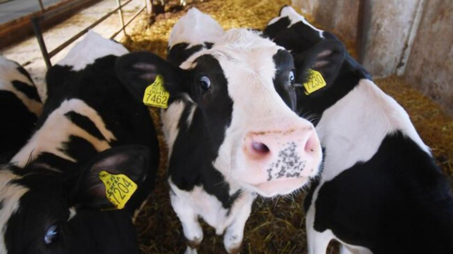 Все очаги пастереллеза в Новосибирской области ликвидированы