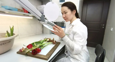 Специалисты Татарстана проверили партию тюльпанов на фитосанитарное соответствие