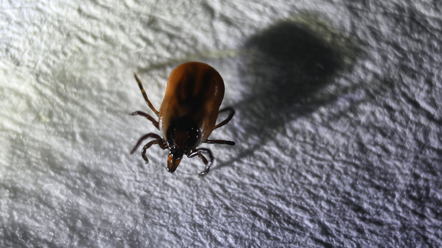 Об угрозе клещей начали предупреждать в одном из районов Татарстана