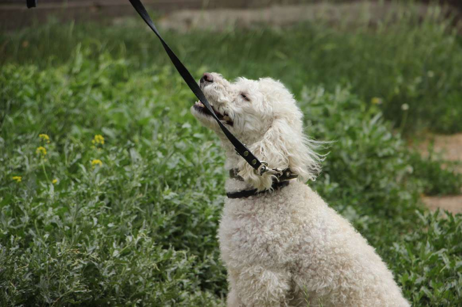 Dogs марафон пройдет в Триатлон парке Астаны