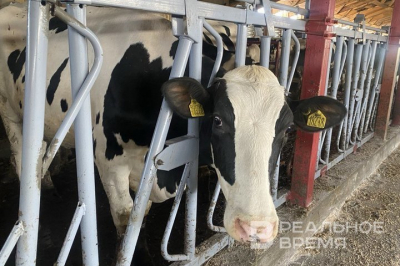 Глава Россельхознадзора назвал сроки локализации очагов пастереллеза под Новосибирском