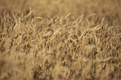 Правительство выделило дополнительные 7 млрд тенге на поддержку экспорта зерна