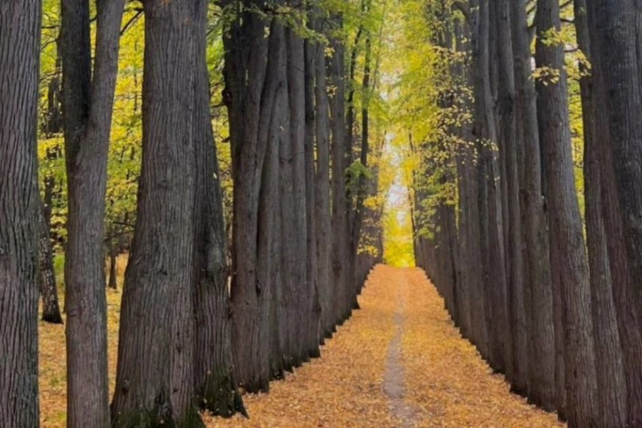По парку усадьбы Нарышкиных-Паулуччи в Татарстане назначена повторная экспертиза