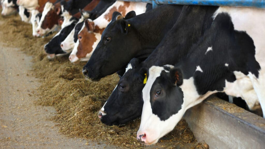 Мясо в Казахстане производят по 1800 тенге, а продают за 3500 и выше