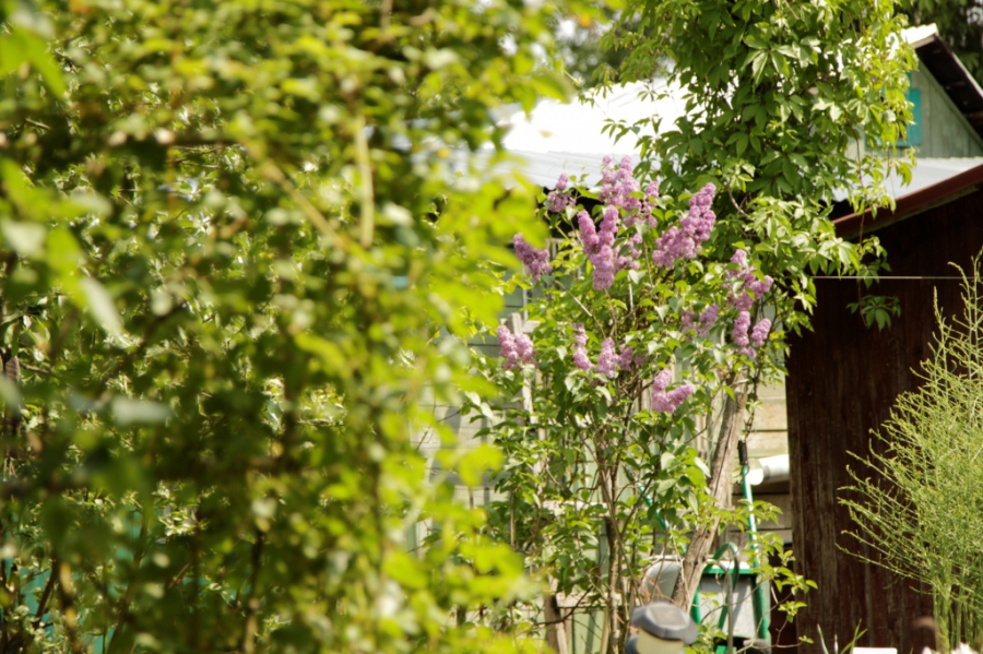 Юрист Яковлева: с 2026 года для дачников введут штраф в 50 тыс. руб. за борщевик