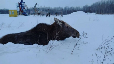 Молодой лось увяз в сугробе в Нурлатском районе &mdash; его вытащили с помощью трактора 21/02/2026 &ndash; Новости