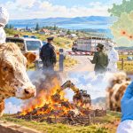 Изъятие скота из-за дерматита продолжается в России