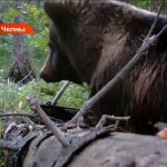 Последний ужин перед зимой: как осенняя беспечность людей становится для них приговором